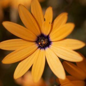 Meet your Posher, Mindy